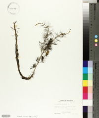 Myriophyllum spicatum image