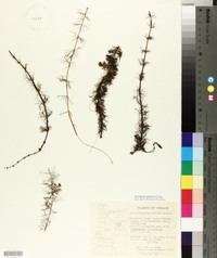 Myriophyllum sibiricum image