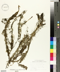 Myriophyllum sibiricum image
