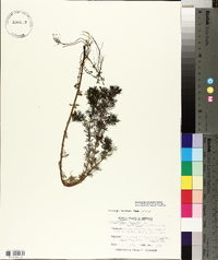 Myriophyllum sibiricum image