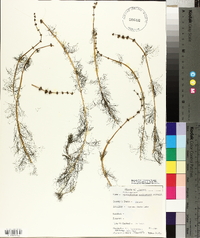 Myriophyllum sibiricum image
