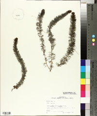 Myriophyllum sibiricum image