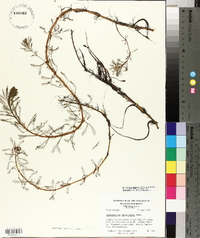 Myriophyllum aquaticum image