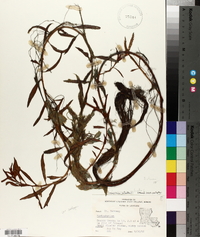 Proserpinaca palustris var. amblyogona image