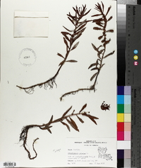 Proserpinaca palustris image