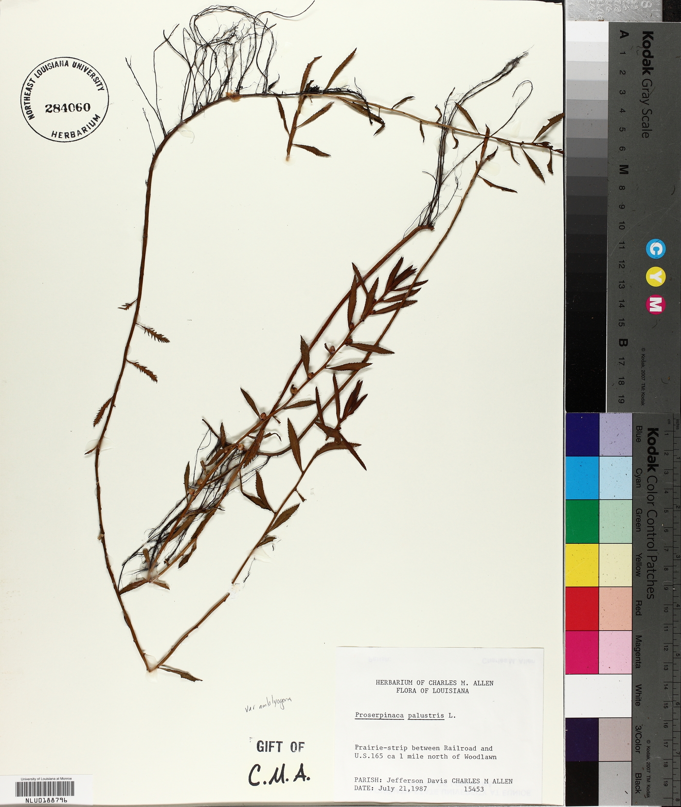 Proserpinaca palustris var. amblyogona image