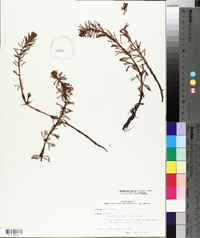Myriophyllum aquaticum image