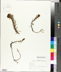 Myriophyllum aquaticum image