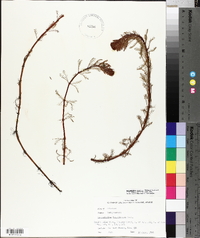 Myriophyllum aquaticum image