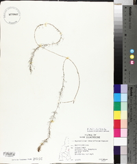 Myriophyllum alterniflorum image
