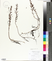 Proserpinaca pectinata image