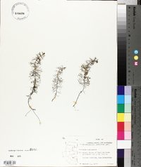 Proserpinaca pectinata image