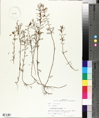 Proserpinaca pectinata image