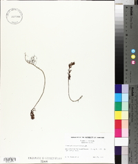 Proserpinaca pectinata image