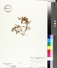 Proserpinaca palustris image