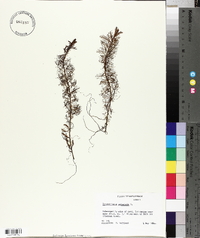 Proserpinaca palustris image
