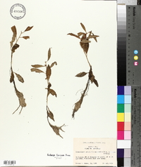 Proserpinaca palustris var. crebra image