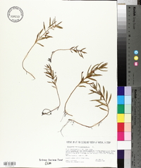 Proserpinaca palustris image