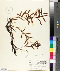 Proserpinaca palustris var. palustris image