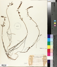 Proserpinaca pectinata image