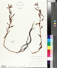 Proserpinaca palustris image