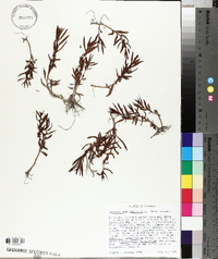Proserpinaca palustris image