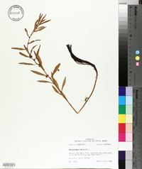 Proserpinaca palustris image
