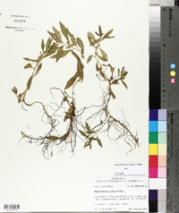 Proserpinaca palustris image