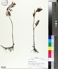 Proserpinaca palustris image