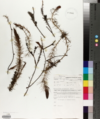 Myriophyllum variifolium image