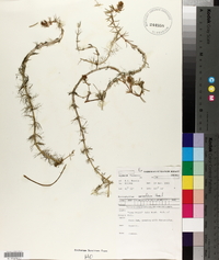 Myriophyllum variifolium image
