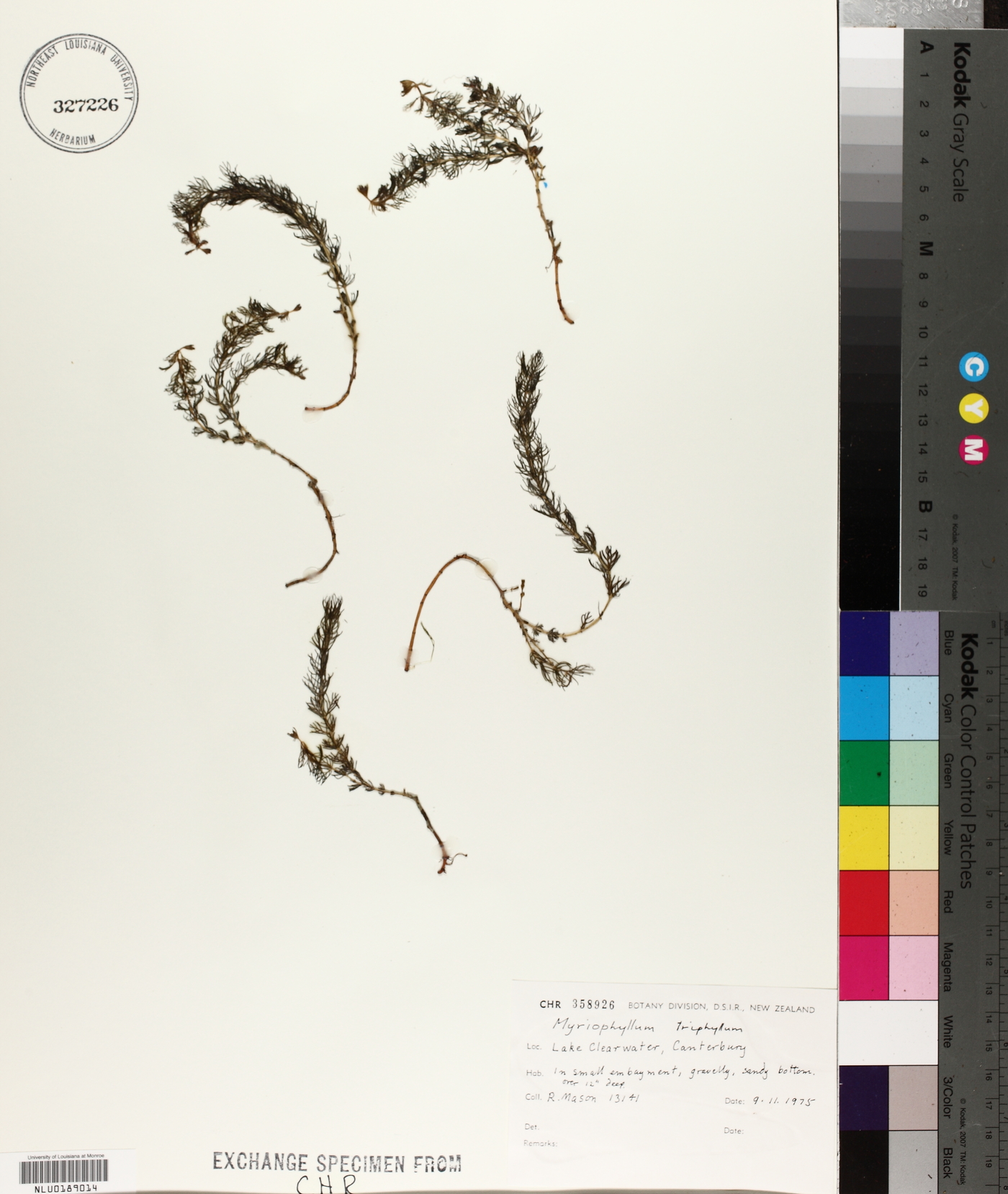 Myriophyllum triphyllum image