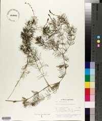 Myriophyllum spicatum image