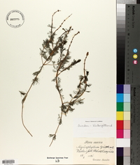 Myriophyllum spicatum image