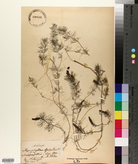 Myriophyllum spicatum image
