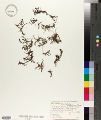 Myriophyllum propinquum image