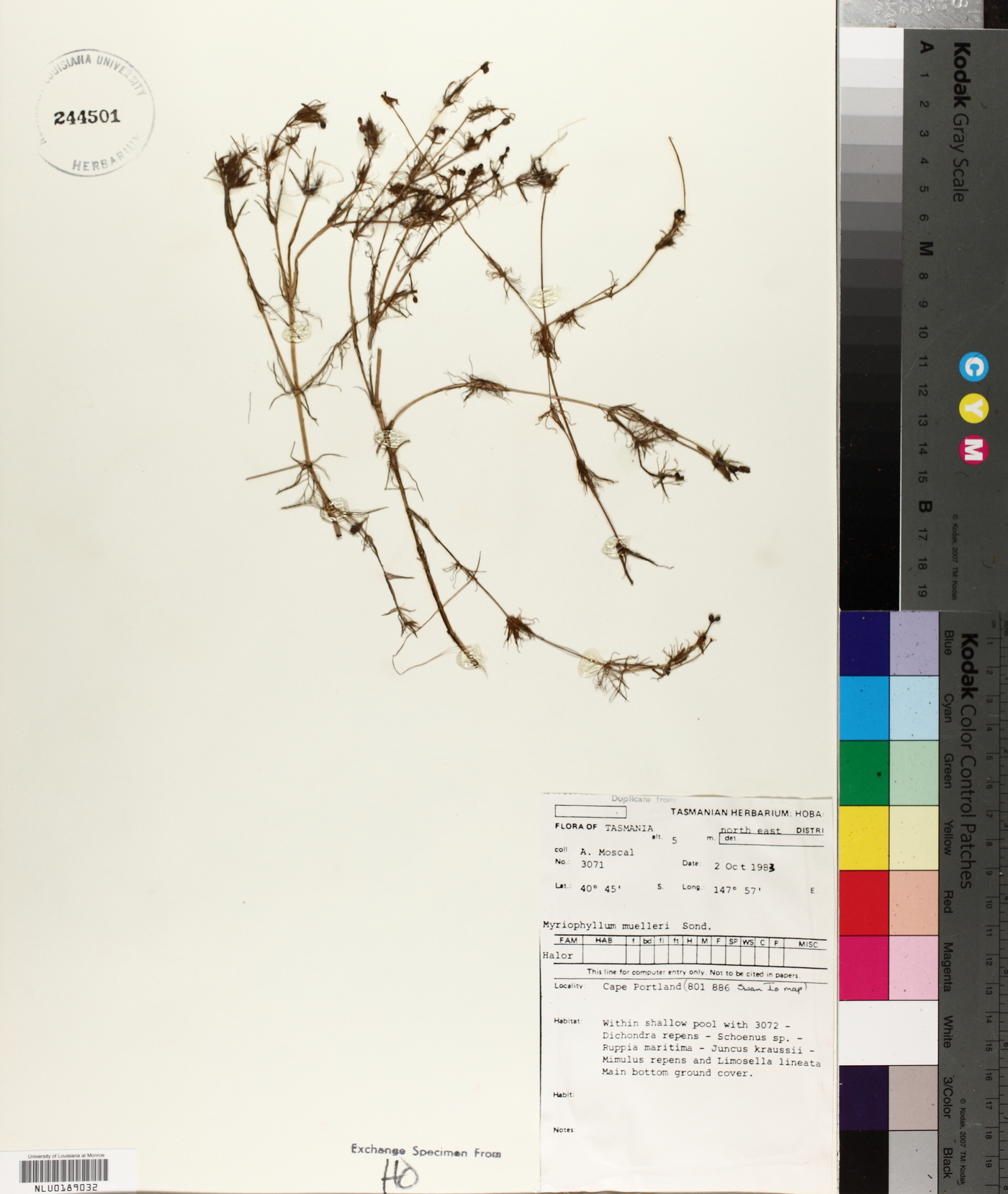 Myriophyllum muelleri image