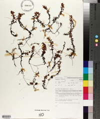 Myriophyllum humile image