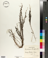 Myriophyllum alterniflorum image
