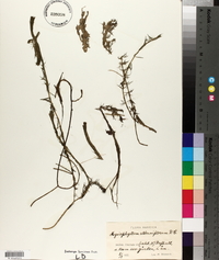 Myriophyllum alterniflorum image