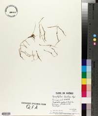 Myriophyllum tenellum image