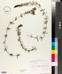 Myriophyllum sibiricum image