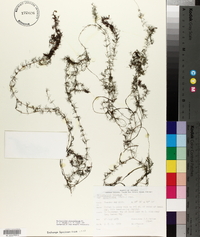 Myriophyllum alterniflorum image