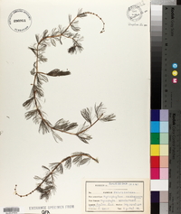 Myriophyllum sibiricum image