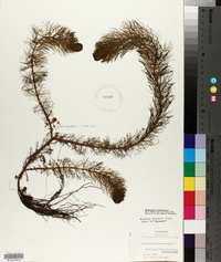 Myriophyllum verticillatum image