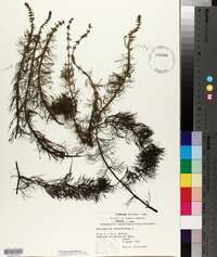 Myriophyllum verticillatum image