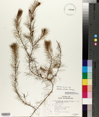 Myriophyllum verticillatum image