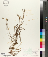 Myriophyllum tenellum image