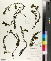 Elodea canadensis image