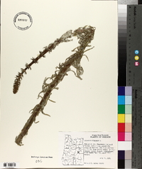 Hippuris vulgaris image